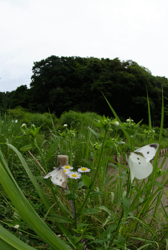 a0126632_19400428.gif