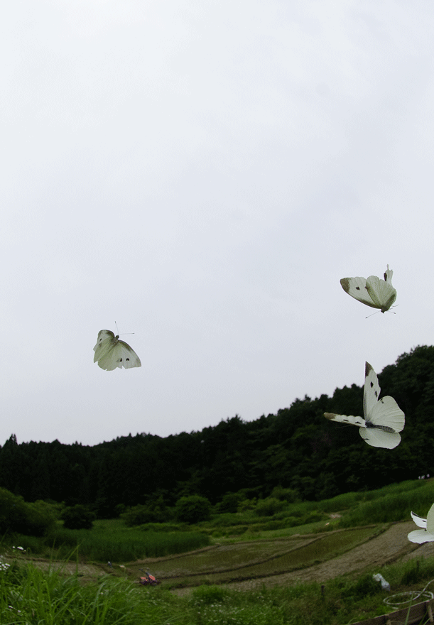 a0126632_19450206.gif