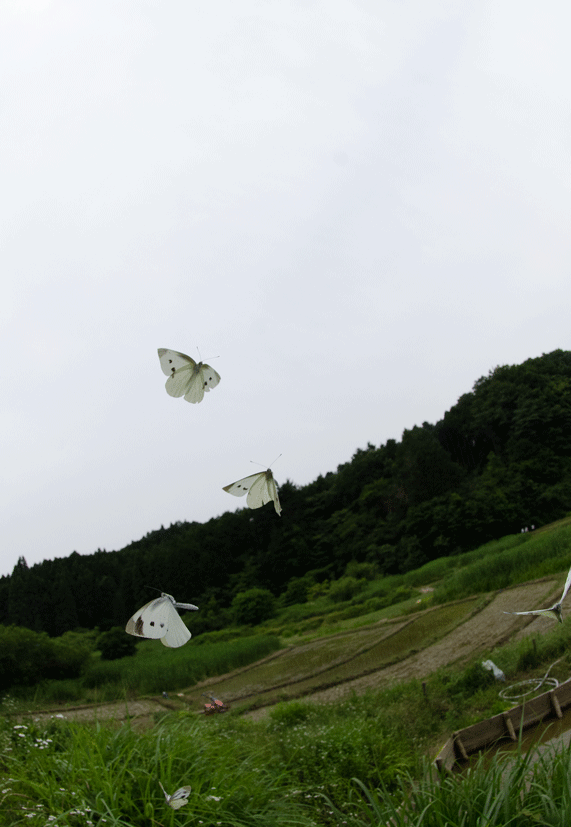 a0126632_19461459.gif
