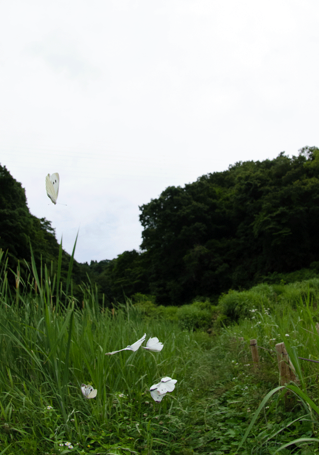 a0126632_19480978.gif