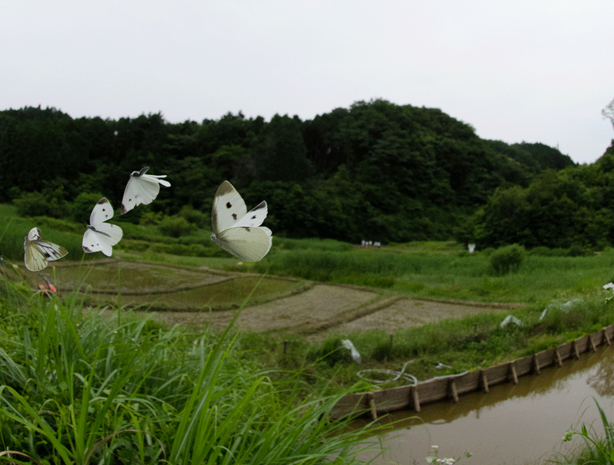 a0126632_19543223.gif