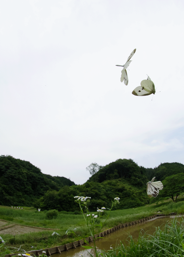 a0126632_19545971.gif