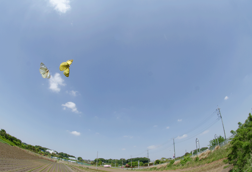 a0126632_19582184.gif