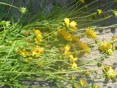 b0246036_05172093.jpg