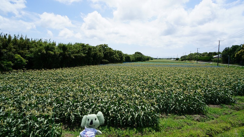 南房総で食い倒れればいいじゃない!今食べたい初夏のグルメ8選 #南房総たのしー_b0141240_16504220.jpg