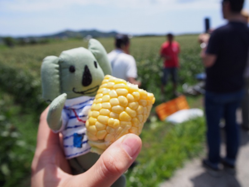南房総で食い倒れればいいじゃない!今食べたい初夏のグルメ8選 #南房総たのしー_b0141240_16505067.jpg