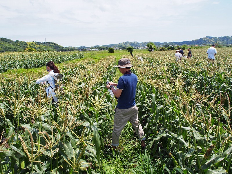 南房総で食い倒れればいいじゃない!今食べたい初夏のグルメ8選 #南房総たのしー_b0141240_16505604.jpg