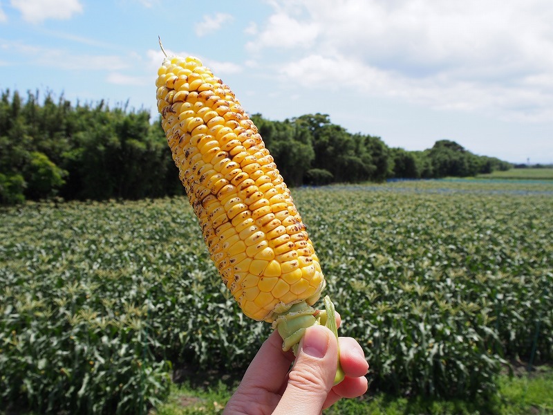 南房総で食い倒れればいいじゃない!今食べたい初夏のグルメ8選 #南房総たのしー_b0141240_16511816.jpg