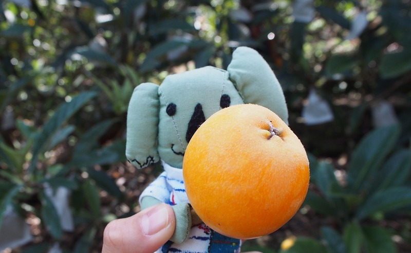 南房総で食い倒れればいいじゃない!今食べたい初夏のグルメ8選 #南房総たのしー_b0141240_16535553.jpg