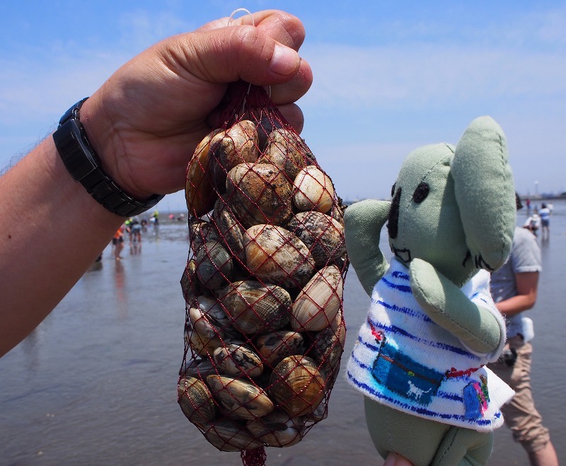 南房総で食い倒れればいいじゃない!今食べたい初夏のグルメ8選 #南房総たのしー_b0141240_16552044.jpg