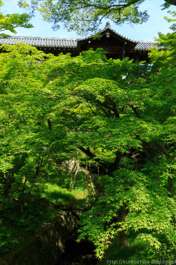 新緑の東福寺_b0325840_22095215.jpg