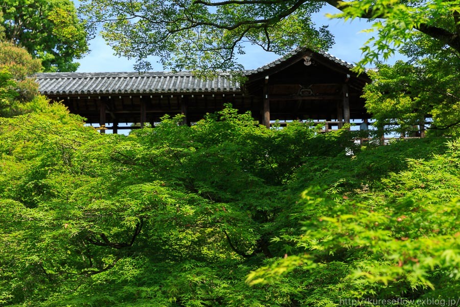 新緑の東福寺_b0325840_22100160.jpg