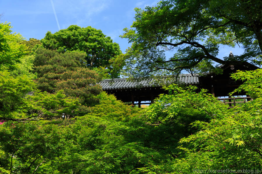 新緑の東福寺_b0325840_22100870.jpg