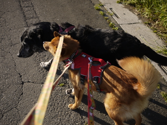d0362242_07490350.jpg