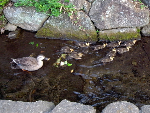 カルガモ日記_b0145843_19121555.jpg