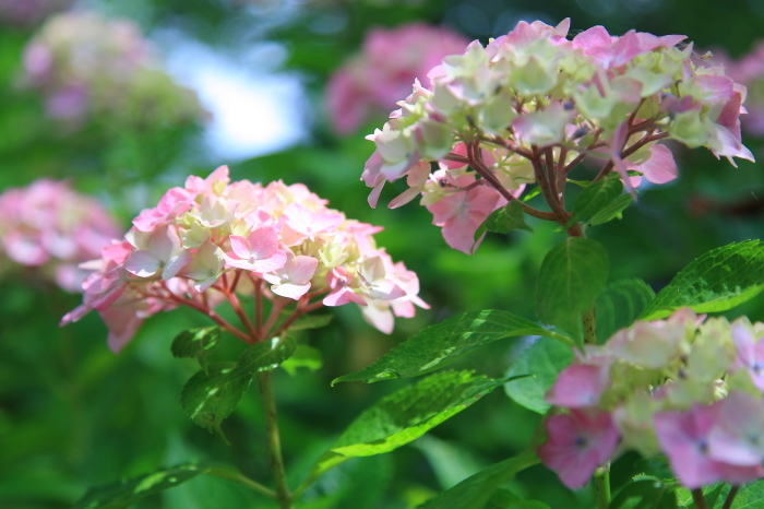 紫陽花祭り⑴・・・（２５６４）_e0349750_20070099.jpg