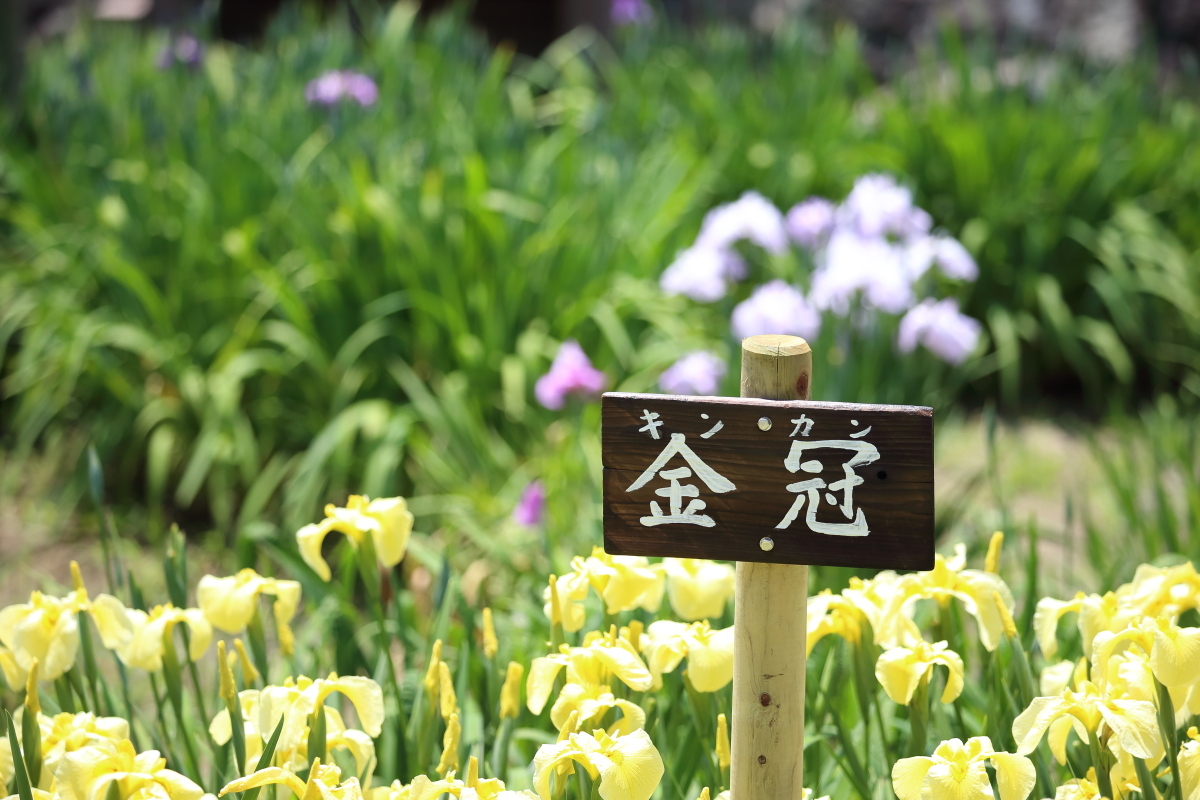 菖蒲園の花たち　金冠（キンカン）です。_c0272958_18220129.jpg