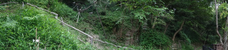 草刈りすればマムシに当たる・・・うみべの森を育てる会定例活動日・・・せんなん里海公園内うみべの森_c0108460_23351631.jpg