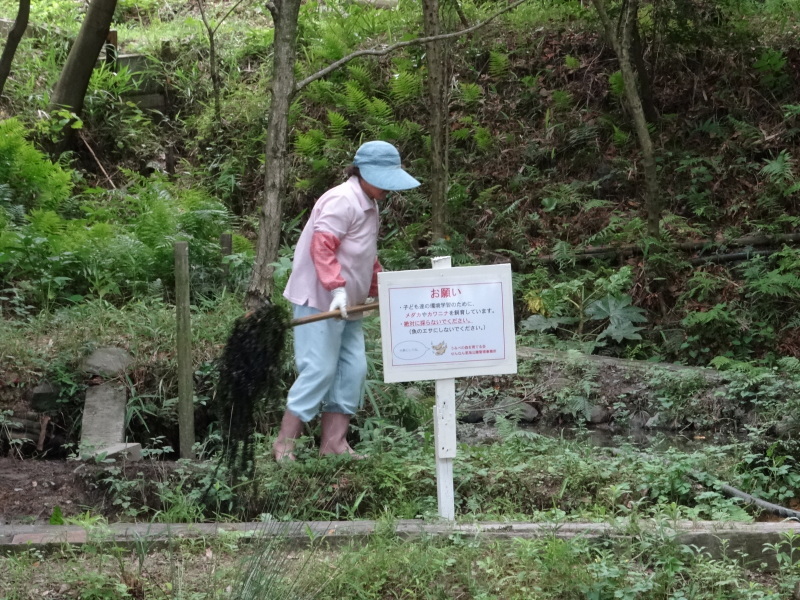 草刈りすればマムシに当たる・・・うみべの森を育てる会定例活動日・・・せんなん里海公園内うみべの森_c0108460_23394575.jpg