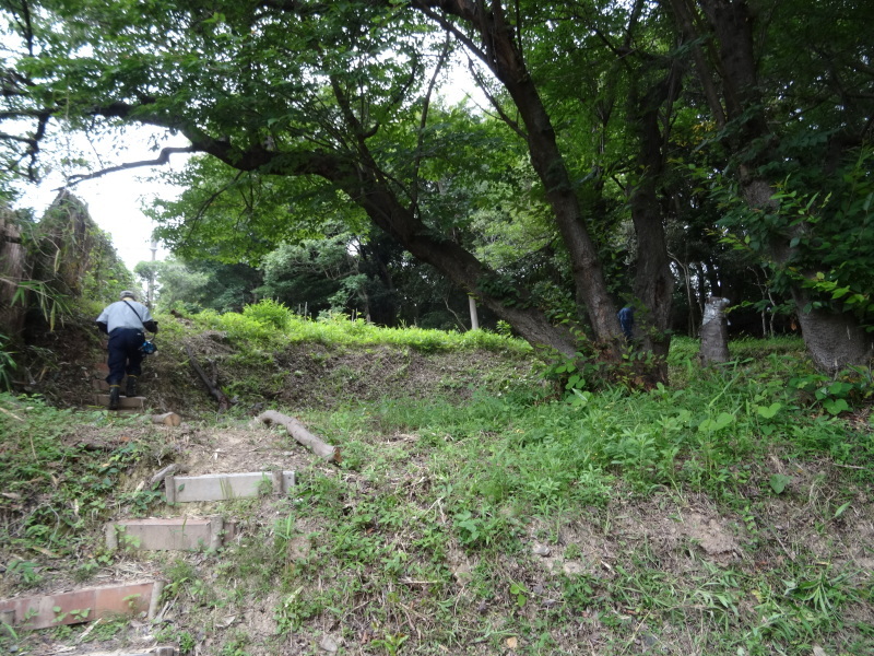 草刈りすればマムシに当たる・・・うみべの森を育てる会定例活動日・・・せんなん里海公園内うみべの森_c0108460_23440133.jpg