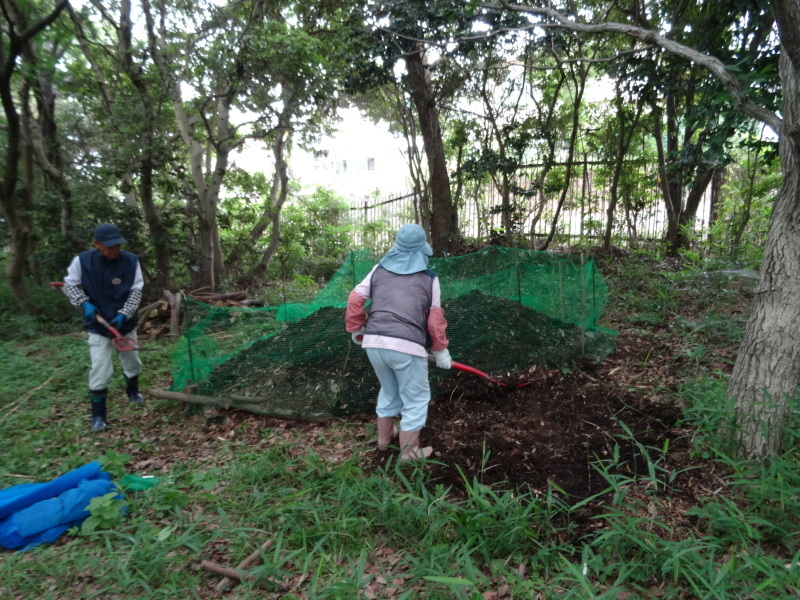 草刈りすればマムシに当たる・・・うみべの森を育てる会定例活動日・・・せんなん里海公園内うみべの森_c0108460_23452536.jpg