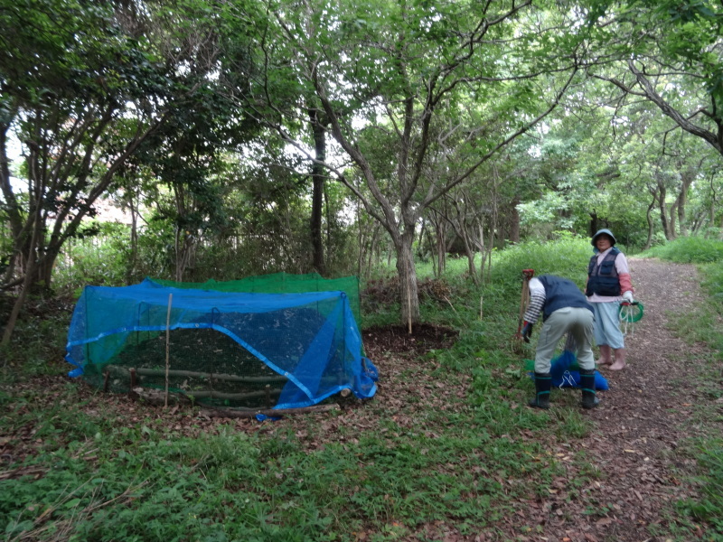 草刈りすればマムシに当たる・・・うみべの森を育てる会定例活動日・・・せんなん里海公園内うみべの森_c0108460_23452713.jpg