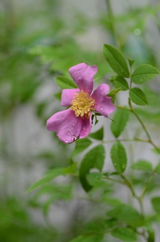 c0186463_23082908.jpg