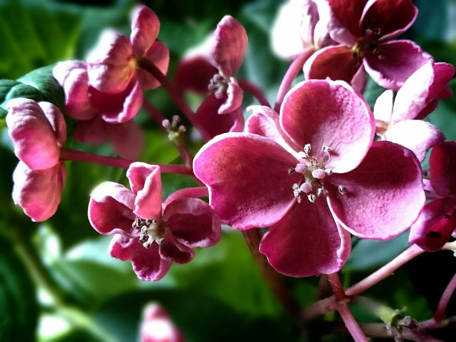 秋色のウズアジサイ 華あられ 花暮らしの記 秋色のウズアジサイ 華あられ 花暮らしの記