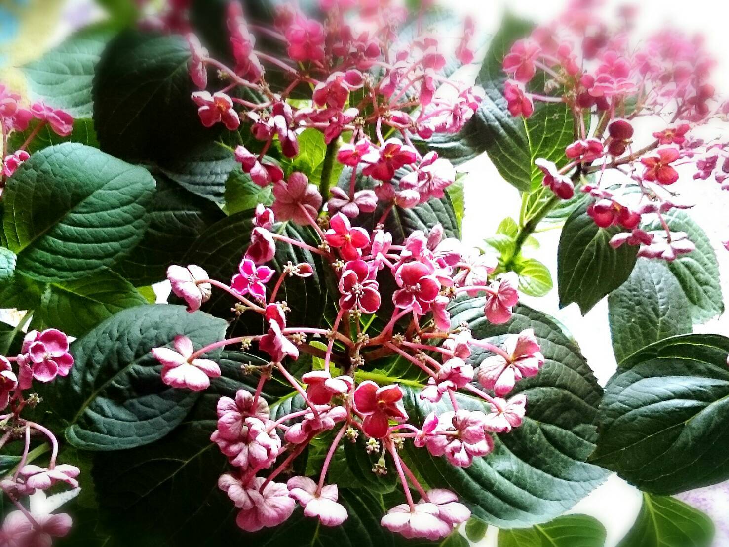 秋色のウズアジサイ 華あられ 花暮らしの記 秋色のウズアジサイ 華あられ 花暮らしの記
