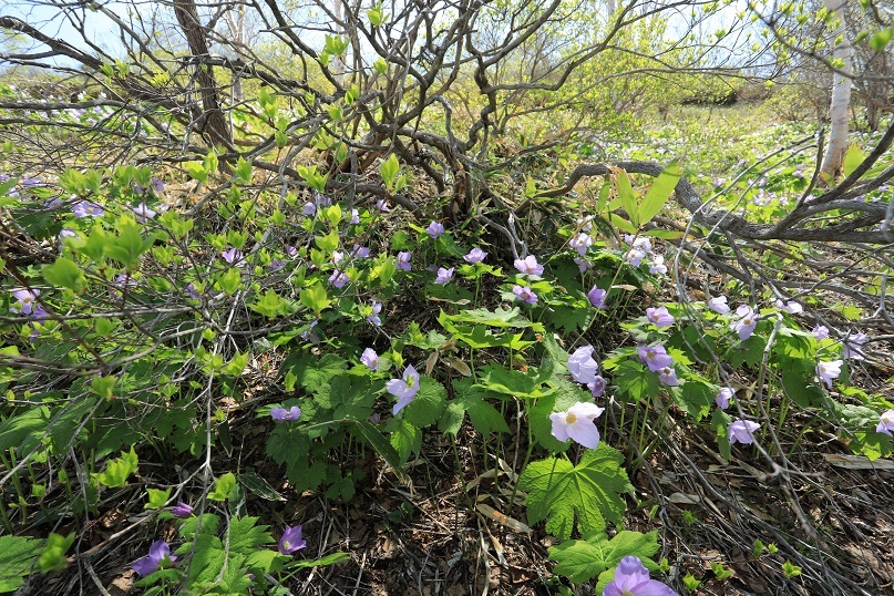 柔らかな花弁_e0304170_18230738.jpg