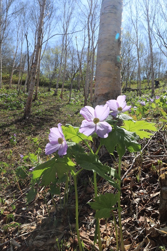 柔らかな花弁_e0304170_18241503.jpg