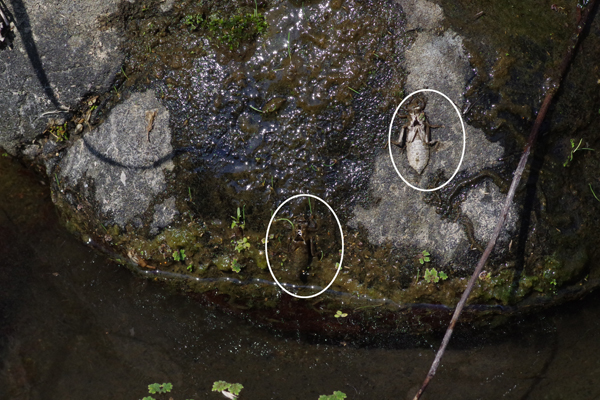湖のホンサナエなど_e0167571_17592034.jpg