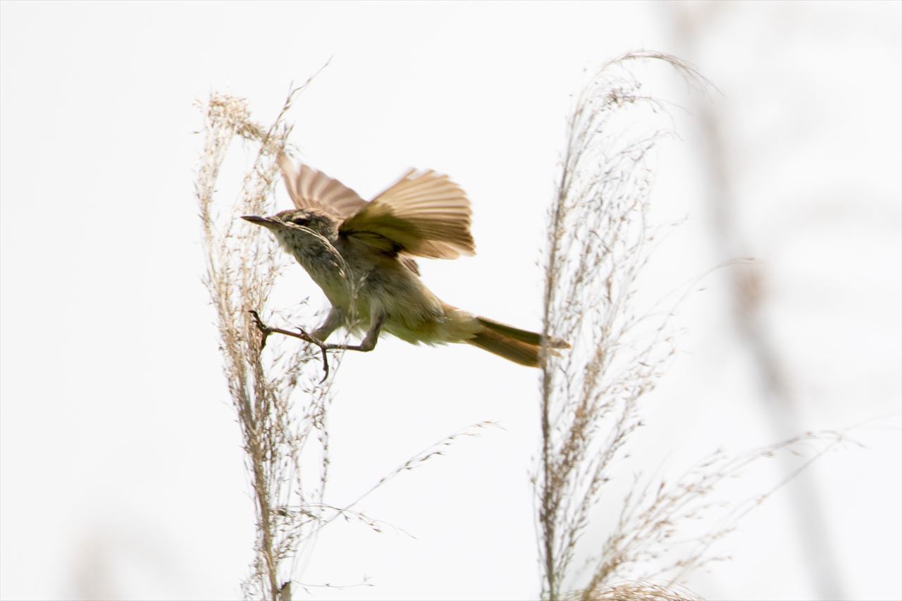 幼鳥たち_a0150374_22124730.jpg