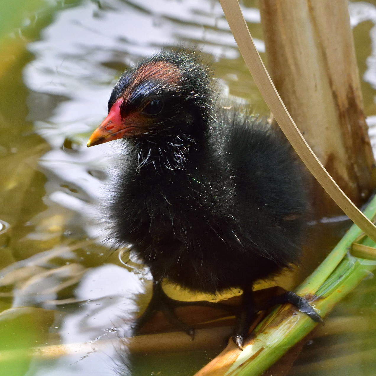 バン（鷭）/Common Moorhen_f0365975_01013271.jpg