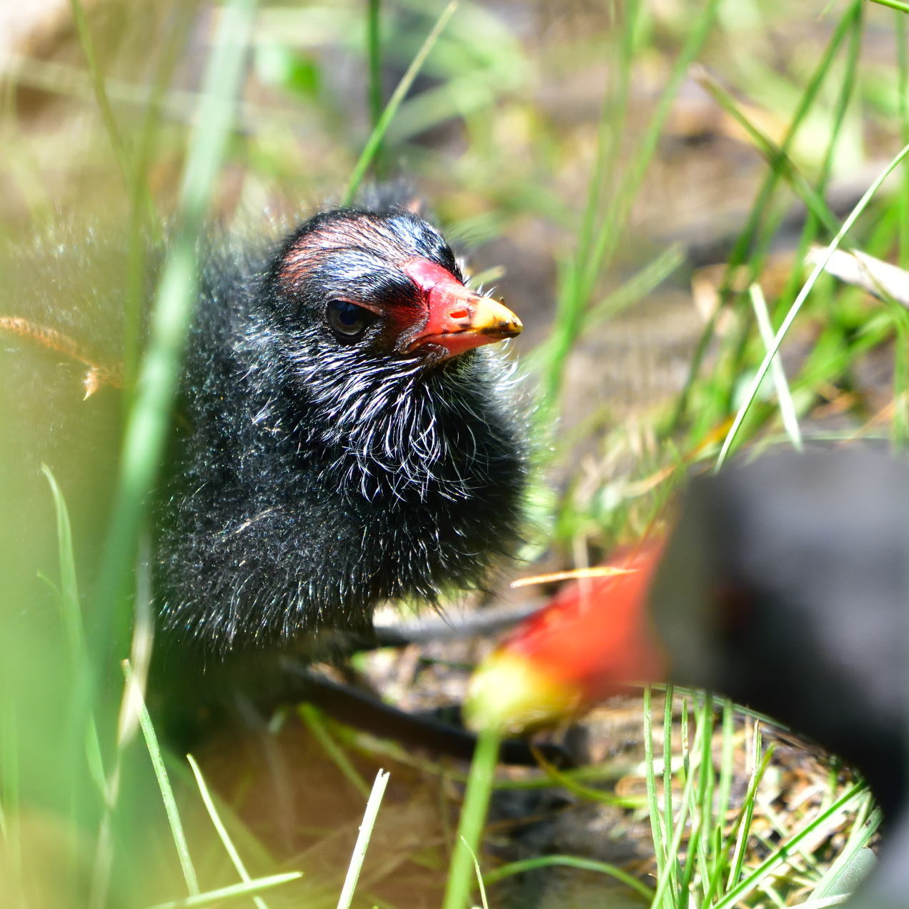 バン（鷭）/Common Moorhen_f0365975_01014806.jpg