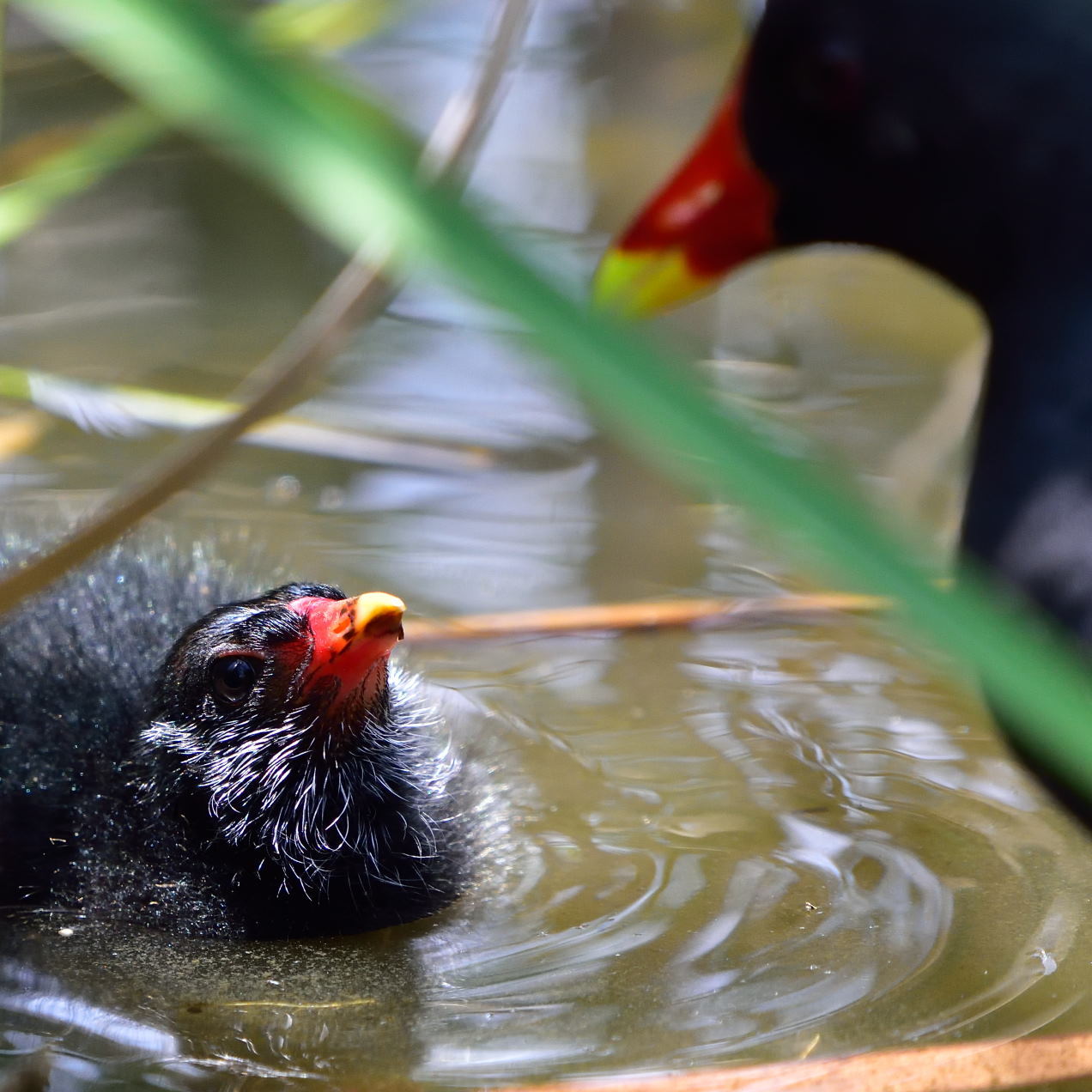 バン（鷭）/Common Moorhen_f0365975_01021905.jpg