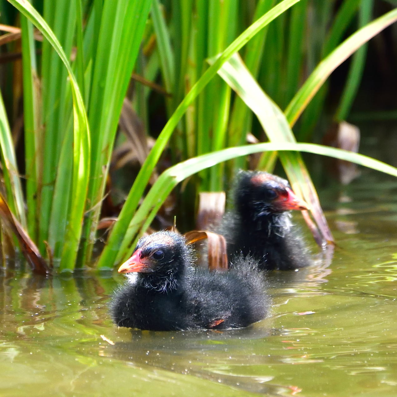 バン（鷭）/Common Moorhen_f0365975_01034189.jpg