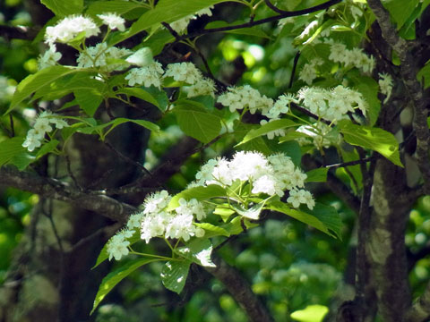 f0083977_6503071.jpg