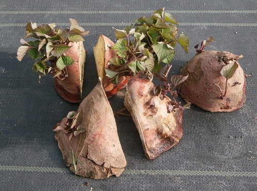 コンニャク芋の成長観察とスイカ結実 ブルーベリーの育て方 栽培 ブルーベリー ノート Blueberrynote