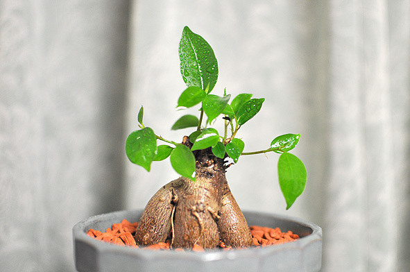 ガジュマルの植え替え ねこといっしょに