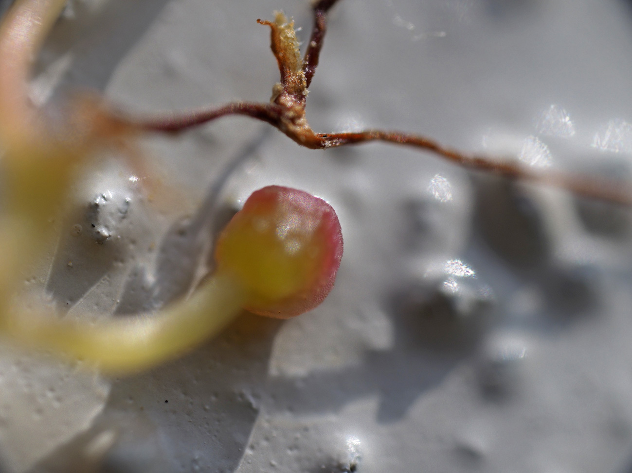 FREEWALKER 20mm F2.0 SUPER MACRO 試写 : フォトン