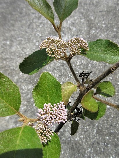 b0182884_17335172.jpg
