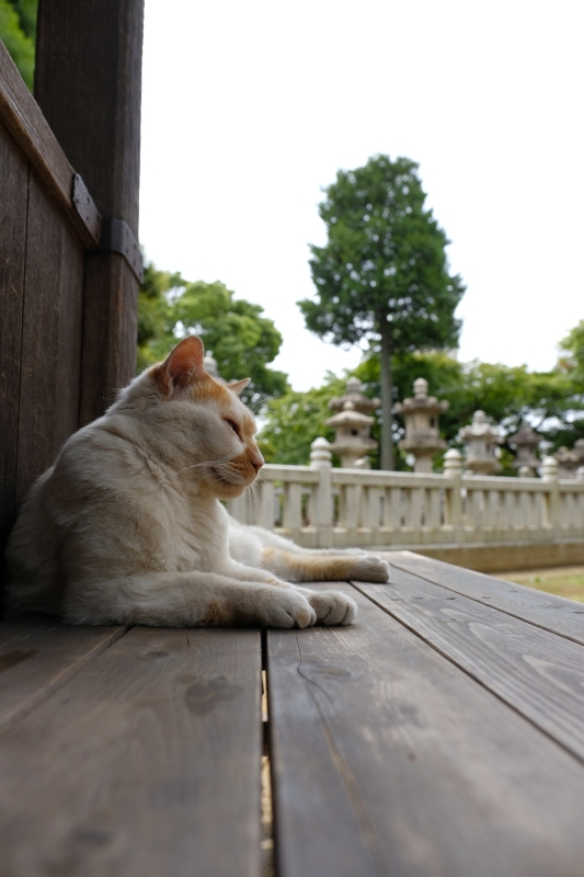 紫陽花とねこさん_b0311691_15283209.jpg