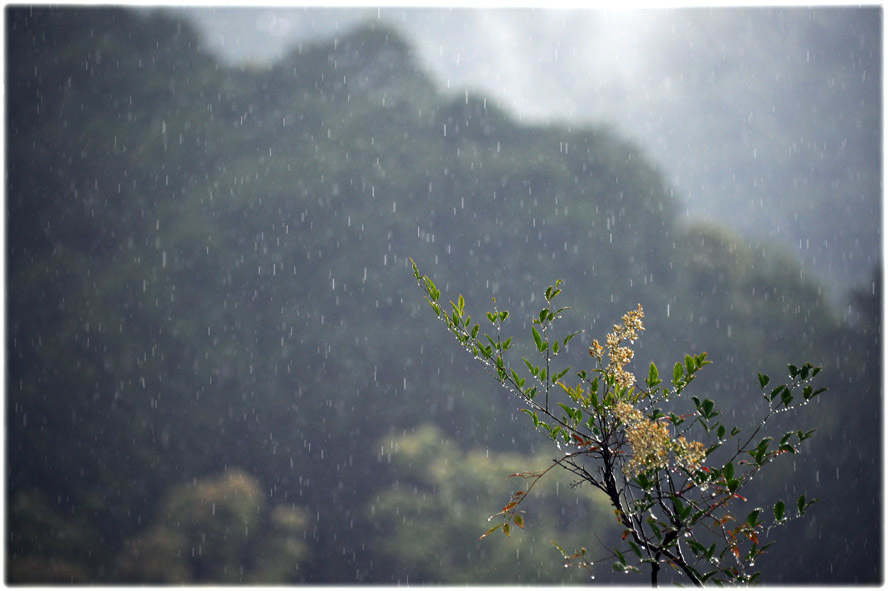 雨が降ってる_c0310894_14182124.jpg