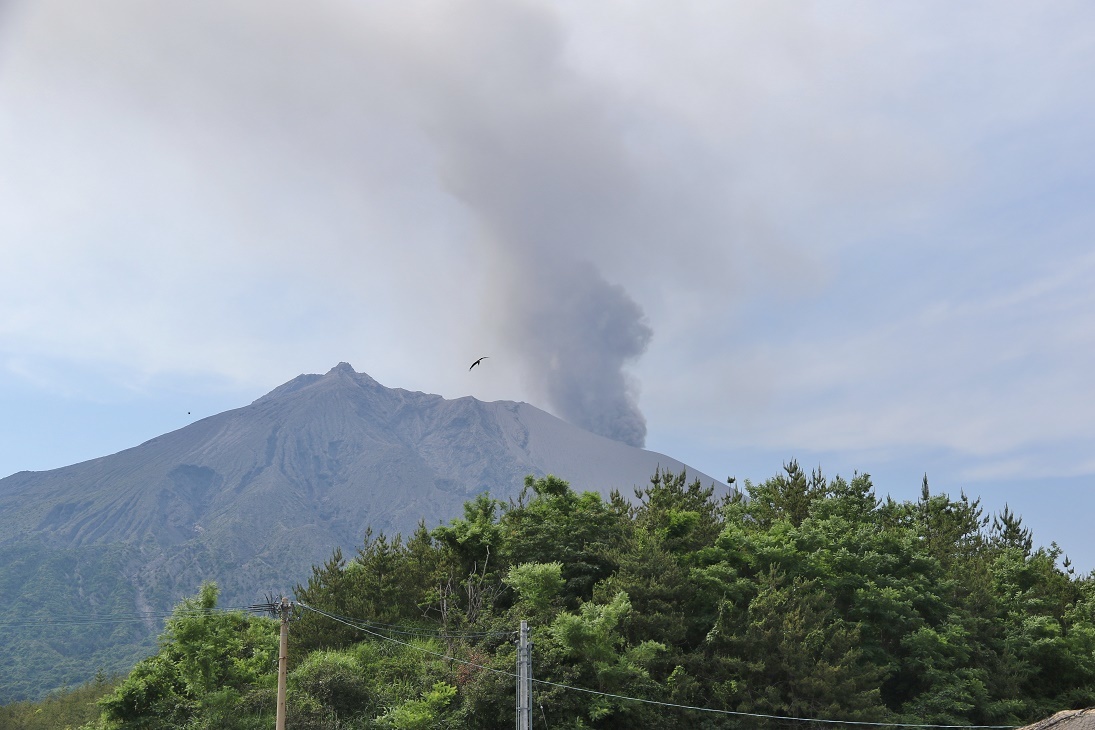 火山灰の降る街で　　　　≪　　　南国の花々　　　≫_a0140000_00414802.jpg