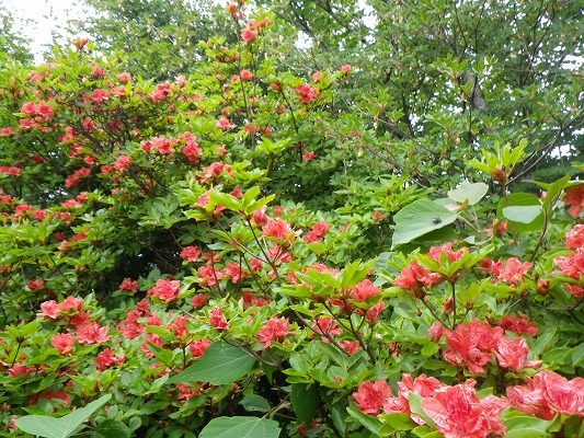 f0187402_20322773.jpg