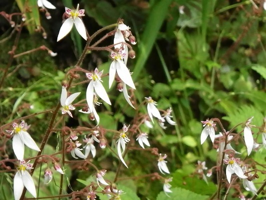 f0187402_20330536.jpg