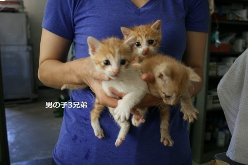 【移動先募集】センター(支所)収容の子猫・成猫(6/10訪問)_f0242002_22482325.jpg