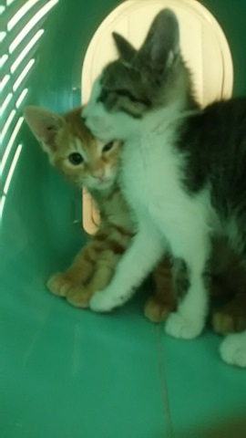 【移動先募集】センター(支所)収容の子猫・成猫(6/10訪問)_f0242002_22492672.jpg