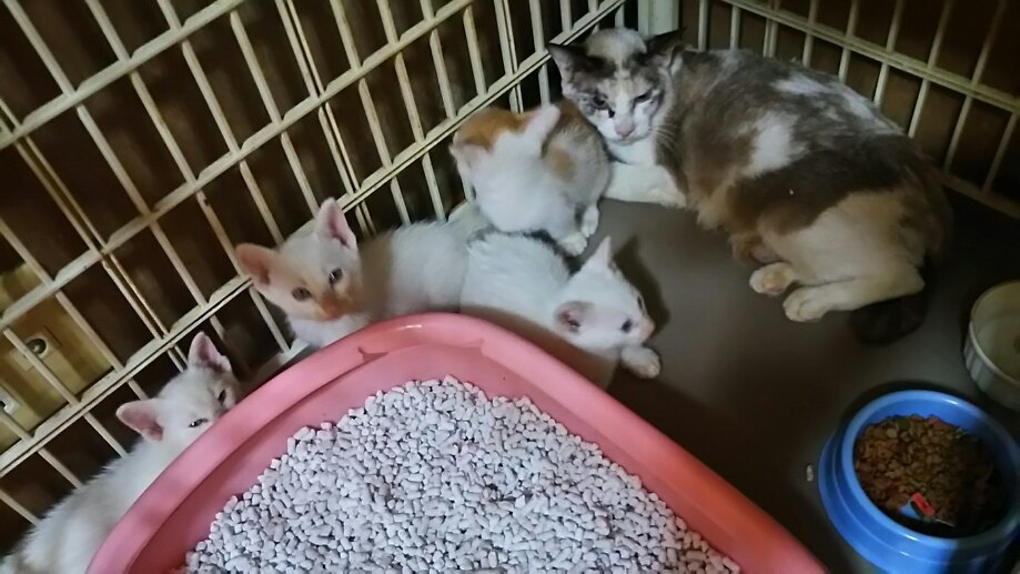 【移動先募集】センター(支所)収容の子猫・成猫(6/10訪問)_f0242002_22500923.jpg